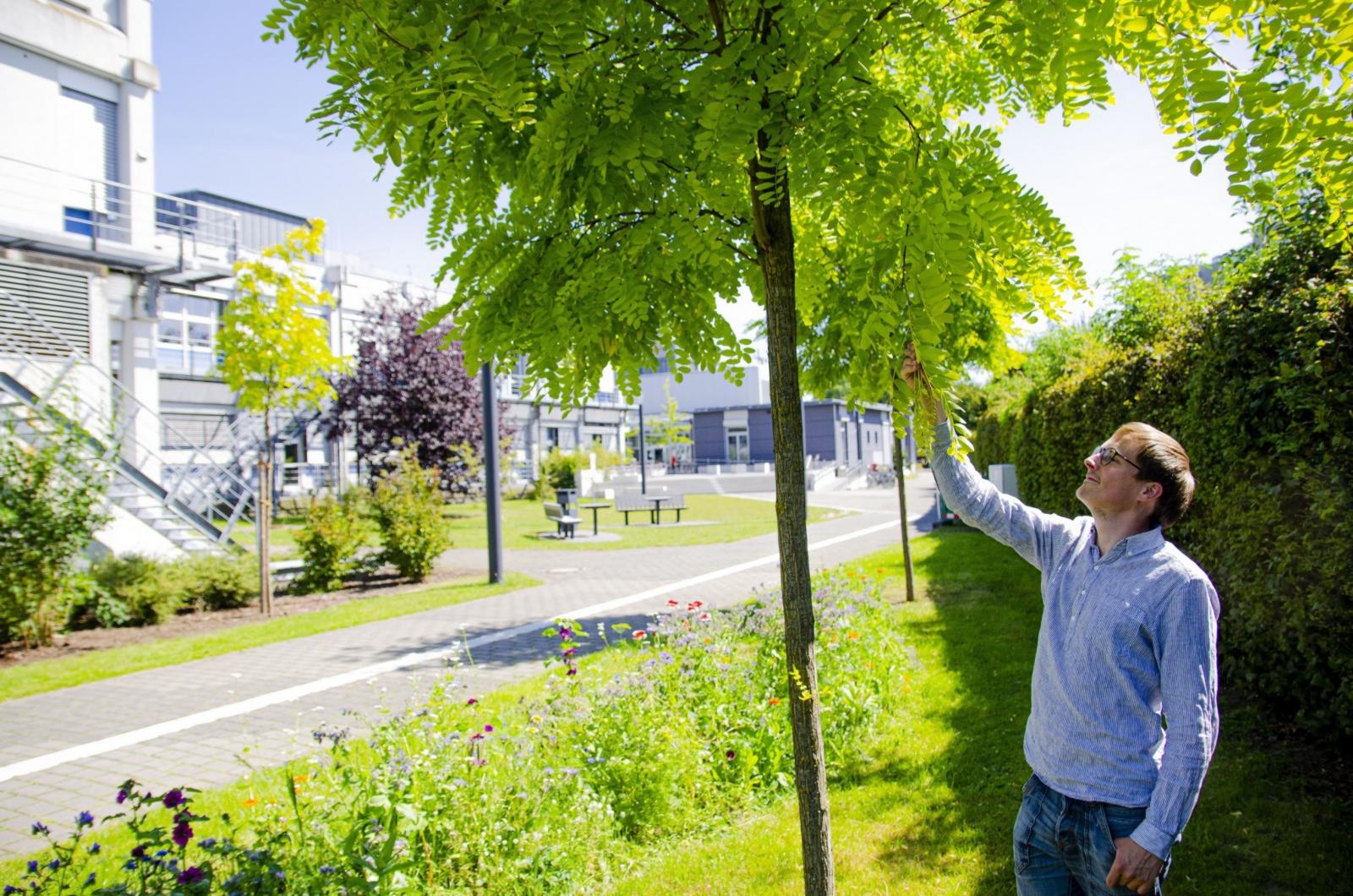 Der Recherche ging die Frage voraus, welche Auswirkungen das sich verändernde Klima auf Stadtbäume hat. (Foto: FH Münster/Frederik Tebbe) 
